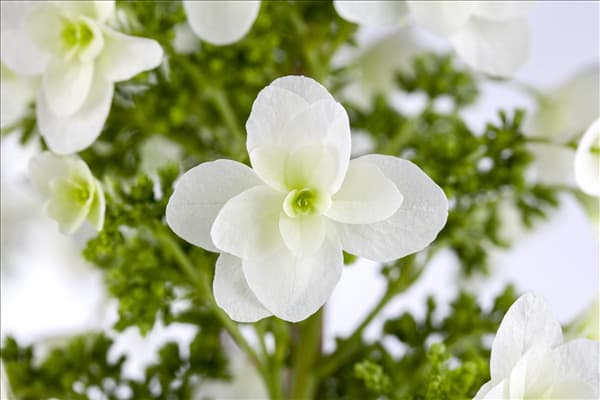 Hydrangea quercifolia