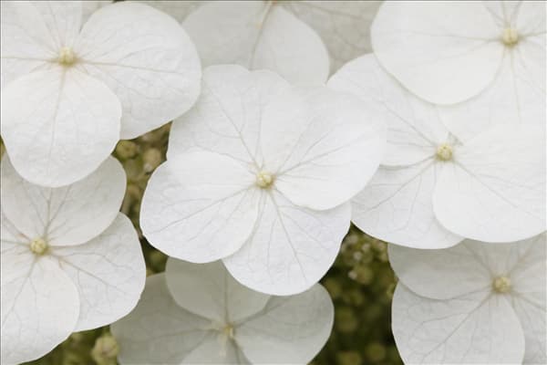 Hydrangea quercifolia
