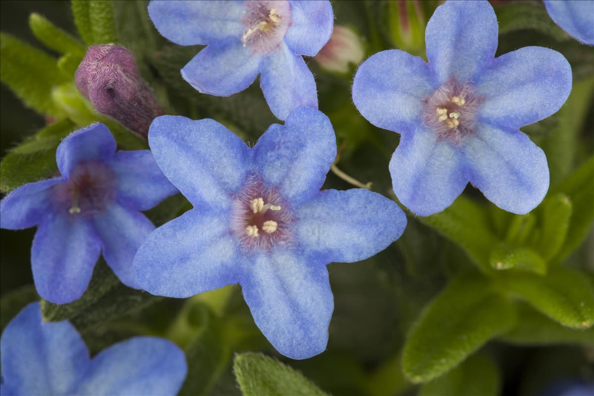 Lithodora diffusa 'Heavenly Blue'