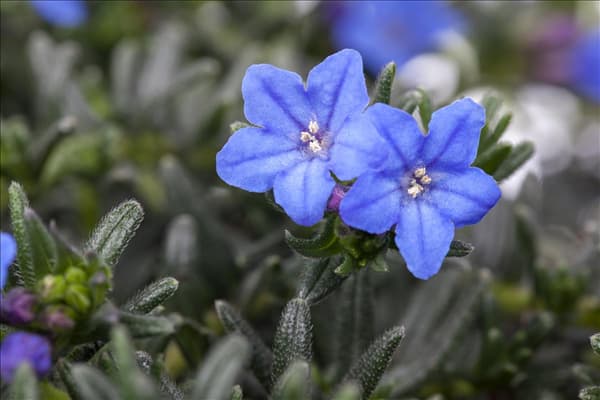 Lithodora diffusa 'Heavenly Blue'