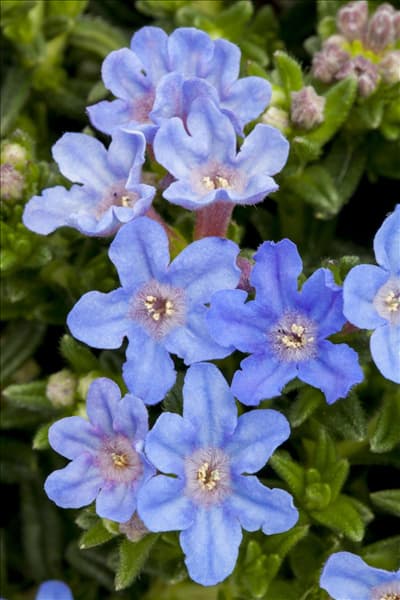 Lithodora diffusa 'Heavenly Blue'
