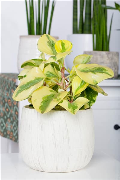 Peperomia obtusifolia 'Greengold'