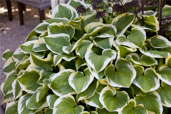 Hosta 'Wide Brim'