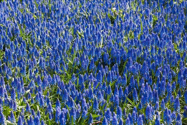 Muscari armeniacum