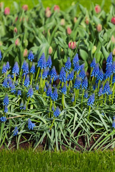 Muscari armeniacum