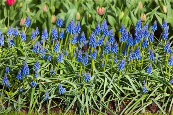 Muscari armeniacum