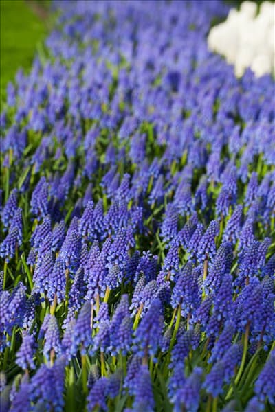 Muscari armeniacum