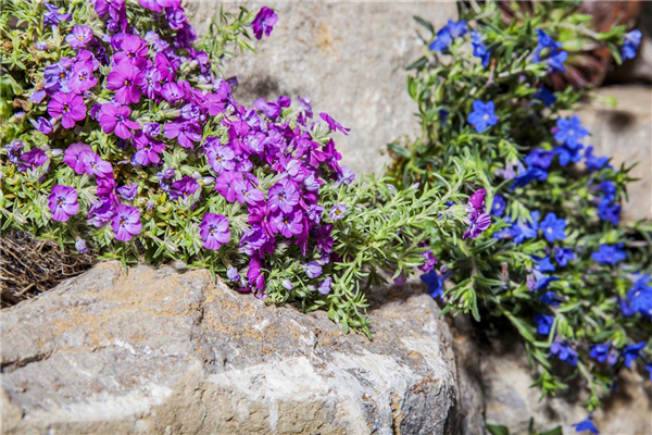 Phlox subulata