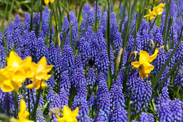 Muscari armeniacum