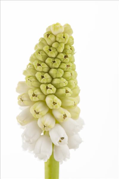 Muscari armeniacum