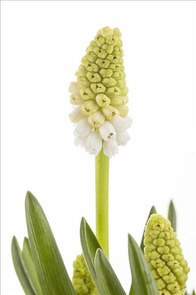 Muscari armeniacum