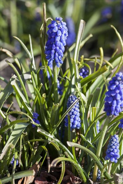 Muscari armeniacum