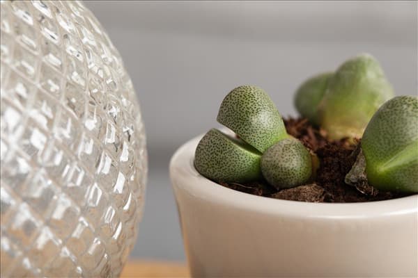 Lithops