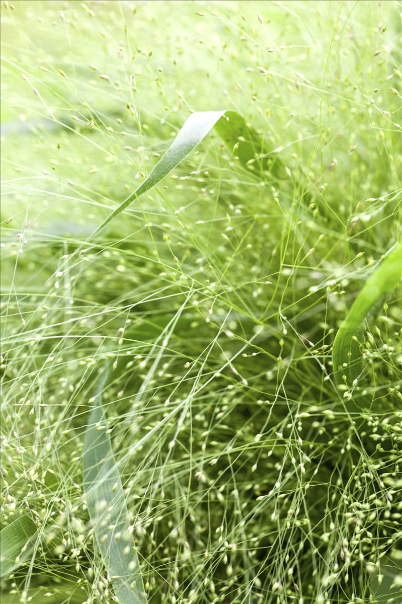 Panicum virgatum