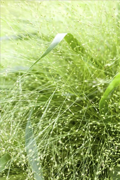 Panicum virgatum