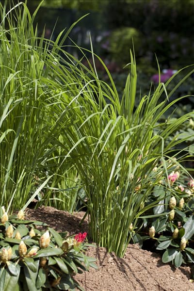 Panicum virgatum 'Northwind'