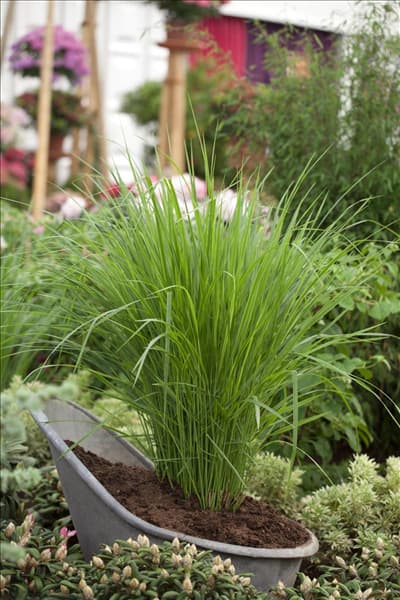 Panicum virgatum