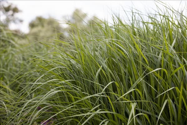 Panicum virgatum 'Strictum'