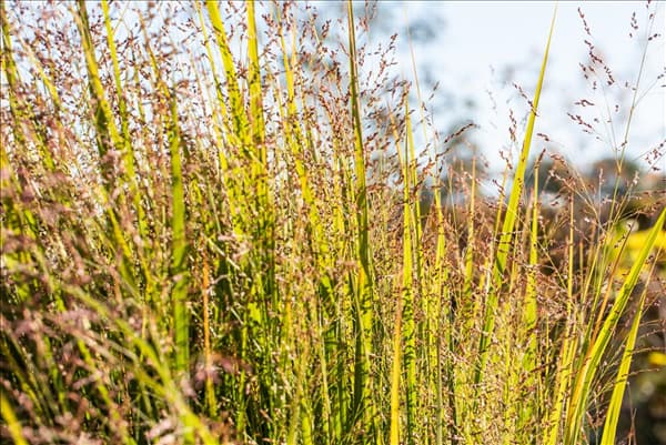 Panicum virgatum
