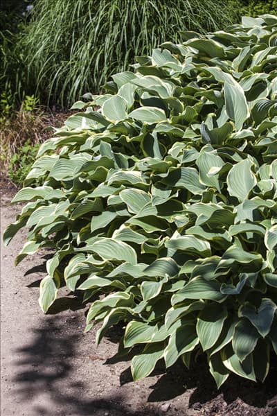 Hosta x fortunei 'Francee'