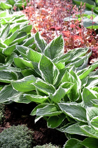 Hosta x fortunei