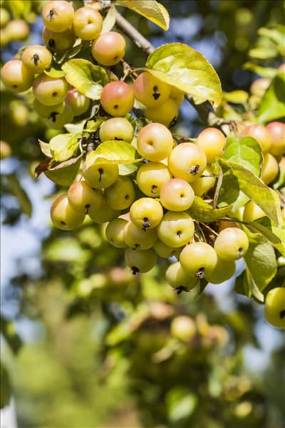 Malus 'Butterball'