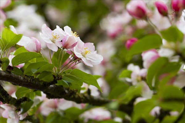 Malus 'Butterball'