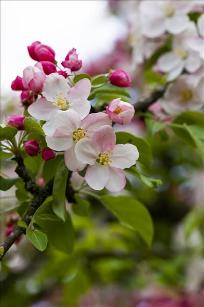 Malus 'Butterball'