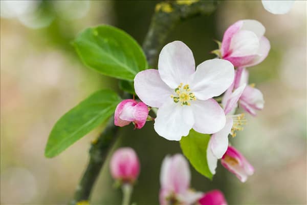 Malus 'Butterball'