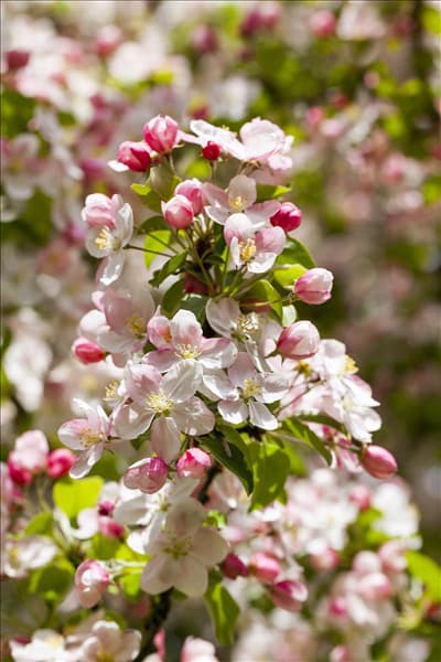 Malus 'Butterball'