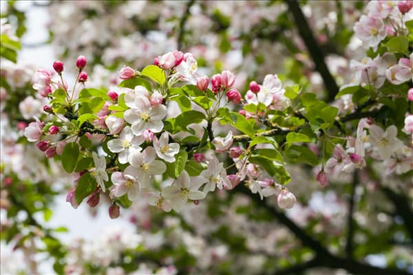 Malus 'Butterball'