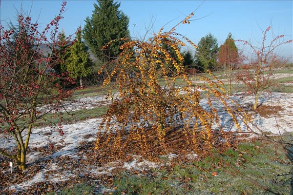 Malus 'Butterball'