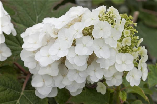 Hydrangea quercifolia 'Pee Wee'