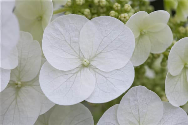 Hydrangea quercifolia 'Pee Wee'