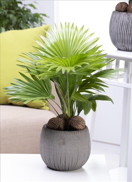 Livistona chinensis