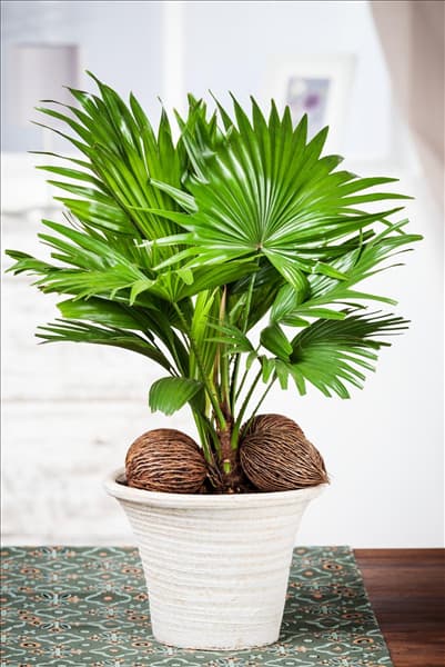 Livistona chinensis