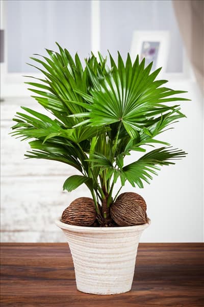 Livistona chinensis