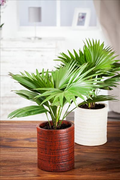 Livistona chinensis