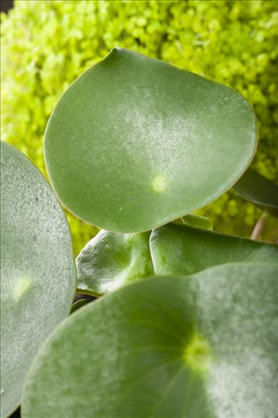 Peperomia polybotrya 'Raindrop'