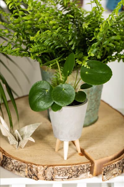 Peperomia polybotrya 'Raindrop'