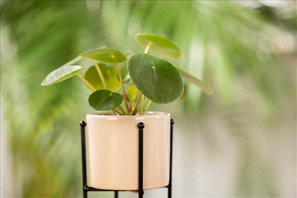 Peperomia polybotrya 'Raindrop'