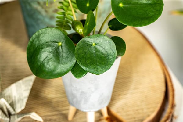 Peperomia polybotrya 'Raindrop'