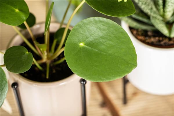 Peperomia polybotrya 'Raindrop'