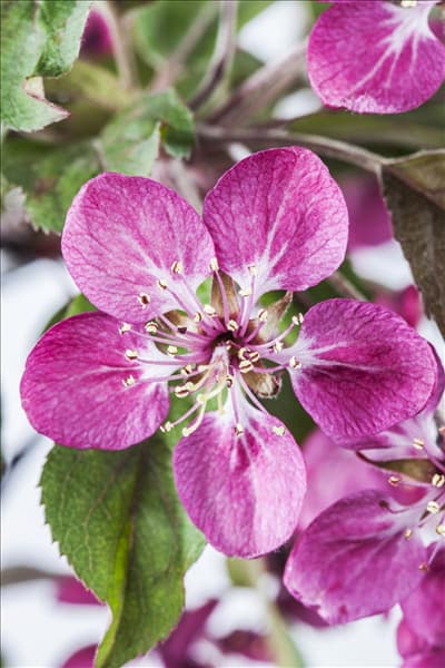 Malus 'Coccinella'®