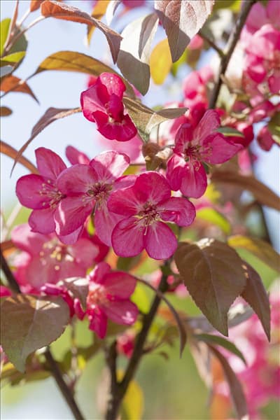 Malus 'Coccinella'®