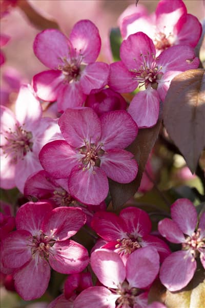 Malus 'Coccinella'®