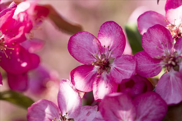 Malus 'Coccinella'®