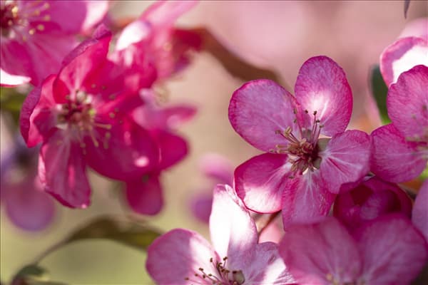 Malus 'Coccinella'®