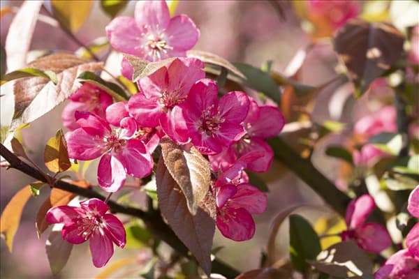 Malus 'Coccinella'®