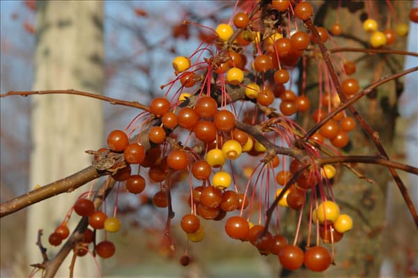 Malus 'Coccinella'®